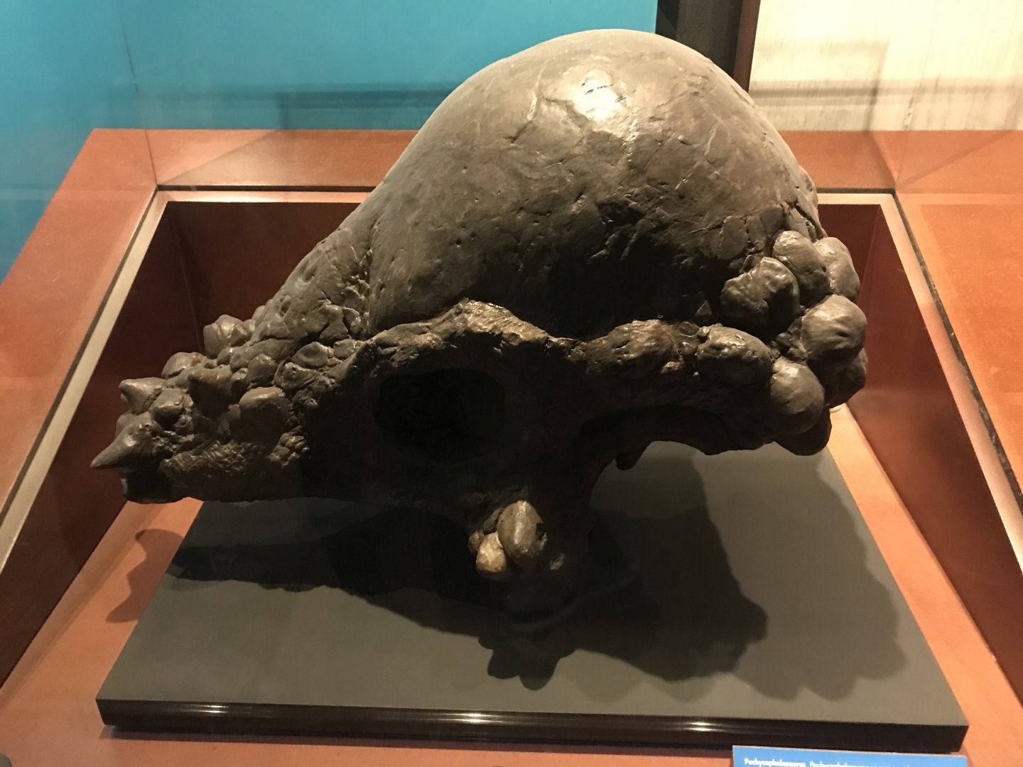 Pachycephalosaurus skull