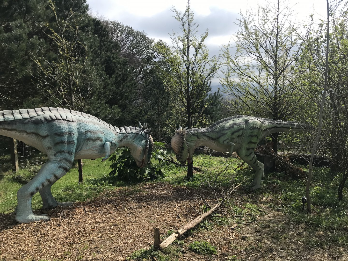 Pachycephalosauruses