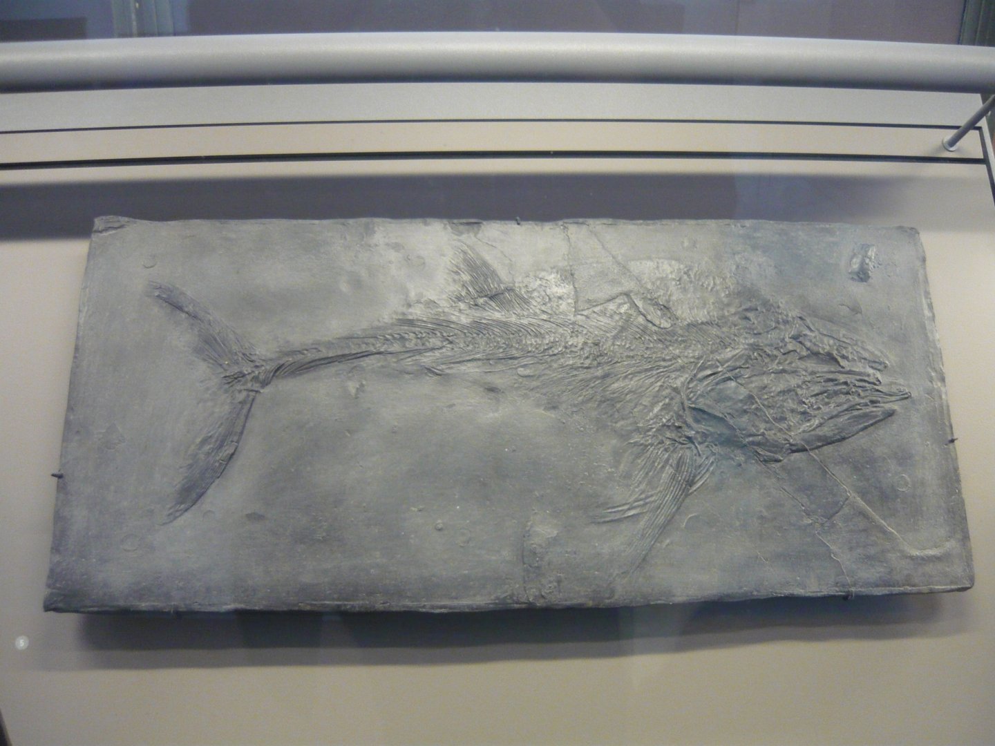 Pachycormus macropterus