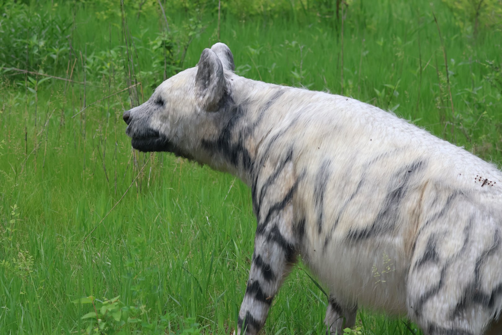 Pachycrocuta Animatronic