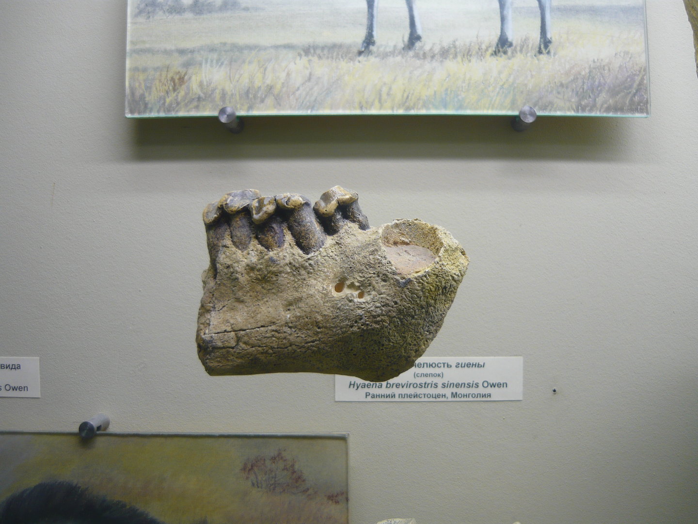 Pachycrocuta brevirostris sinensis jaw bone with teeth
