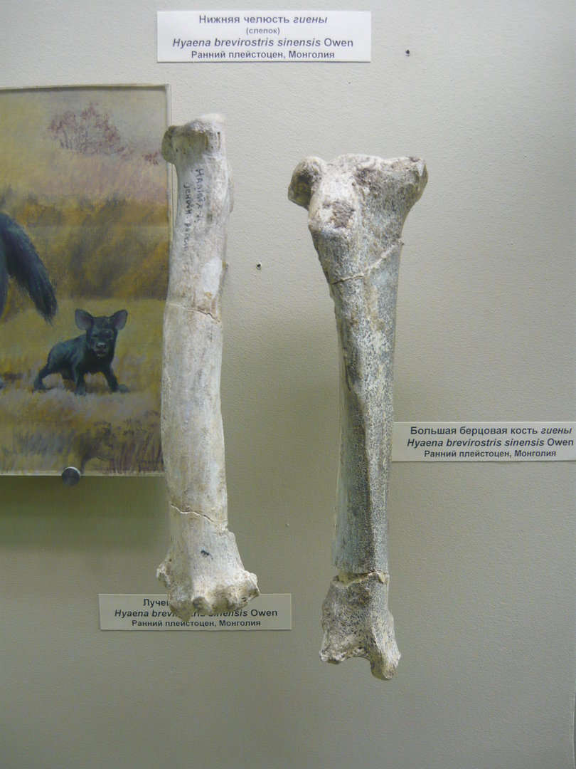 Pachycrocuta brevirostris sinensis limb bones