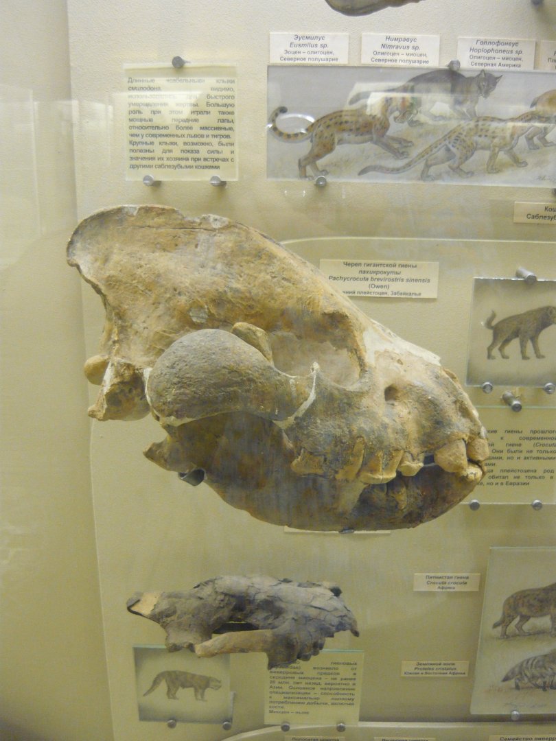 Pachycrocuta brevirostris sinensis skull