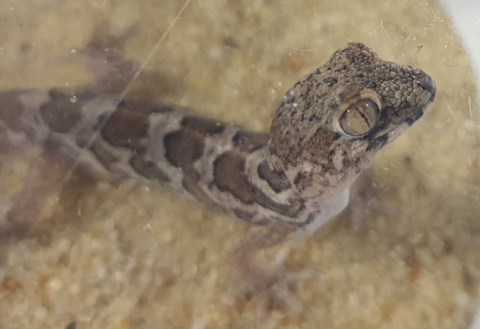 Pachydactylus amoenus