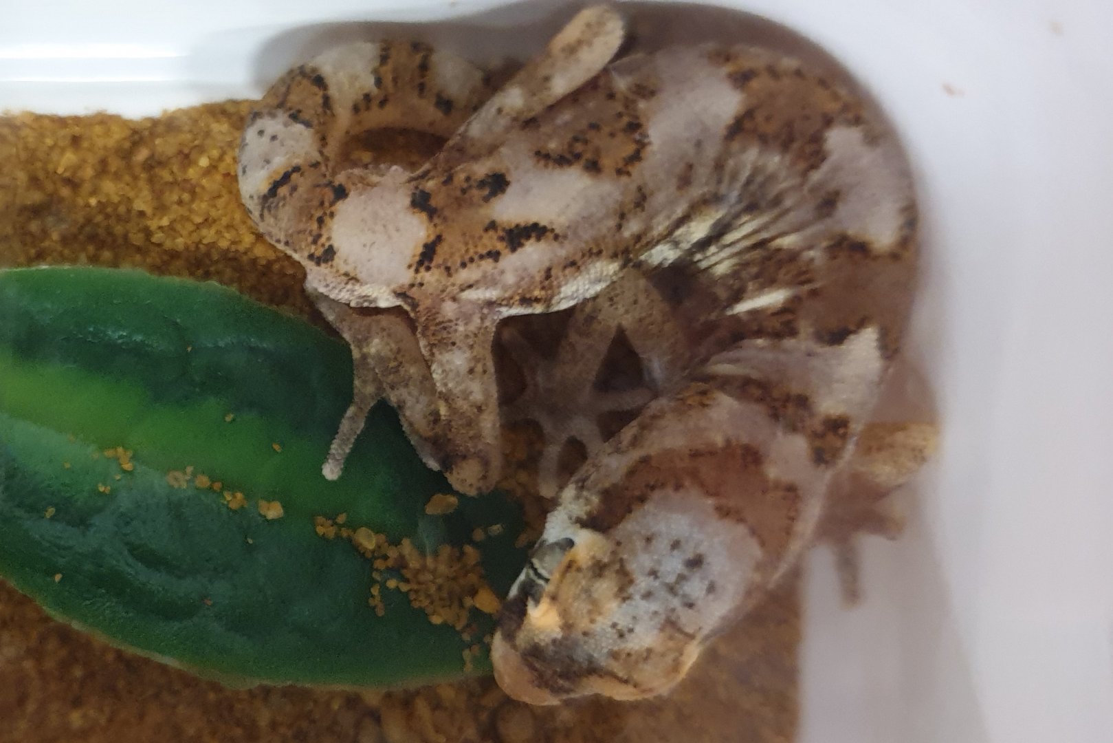 Pachydactylus mariquensis