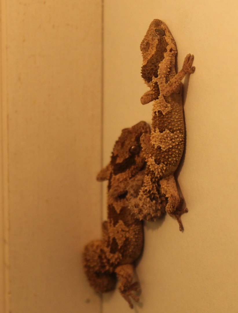 Pachydactylus rugosus