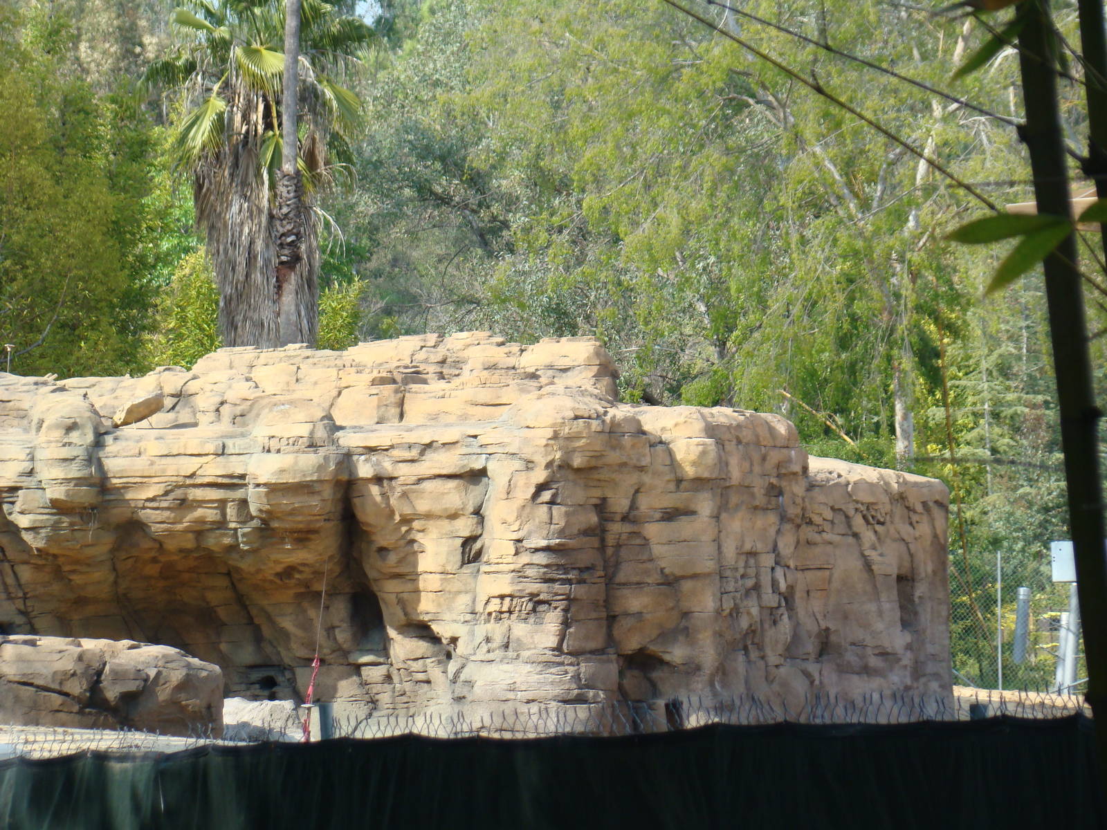 Pachyderm Forest construction update