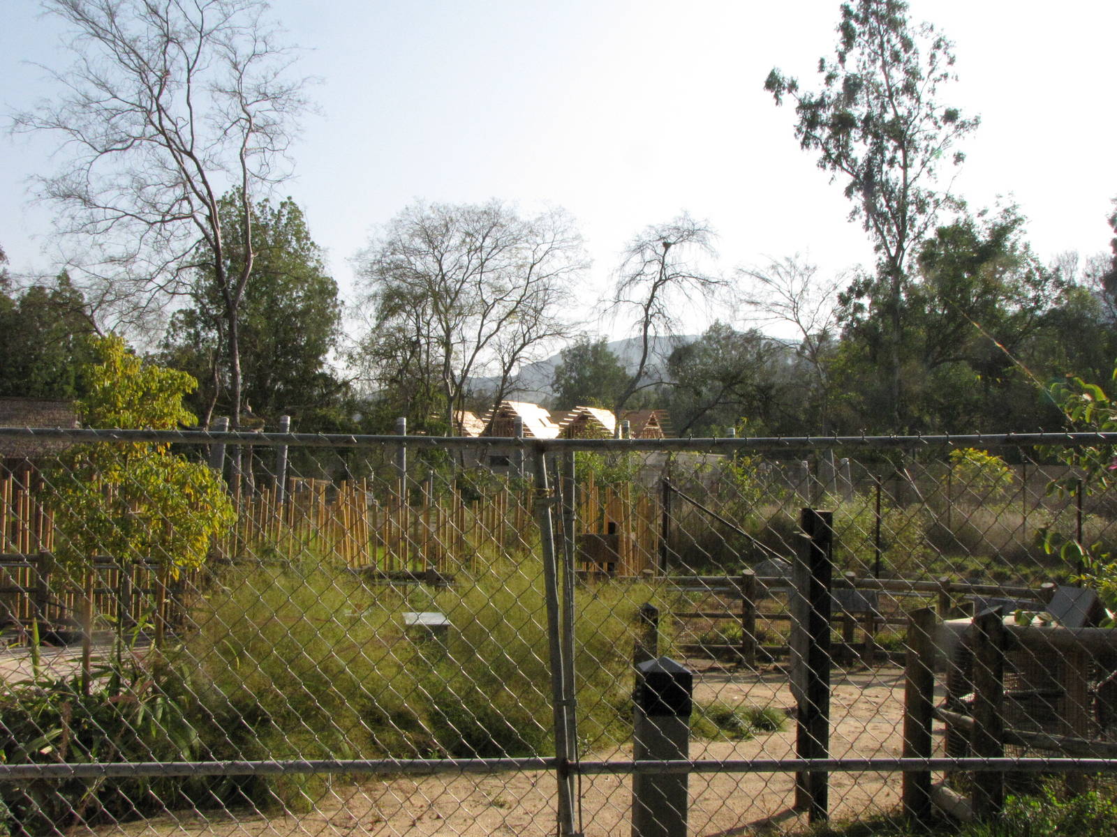 Pachyderm Forest Taking Shape