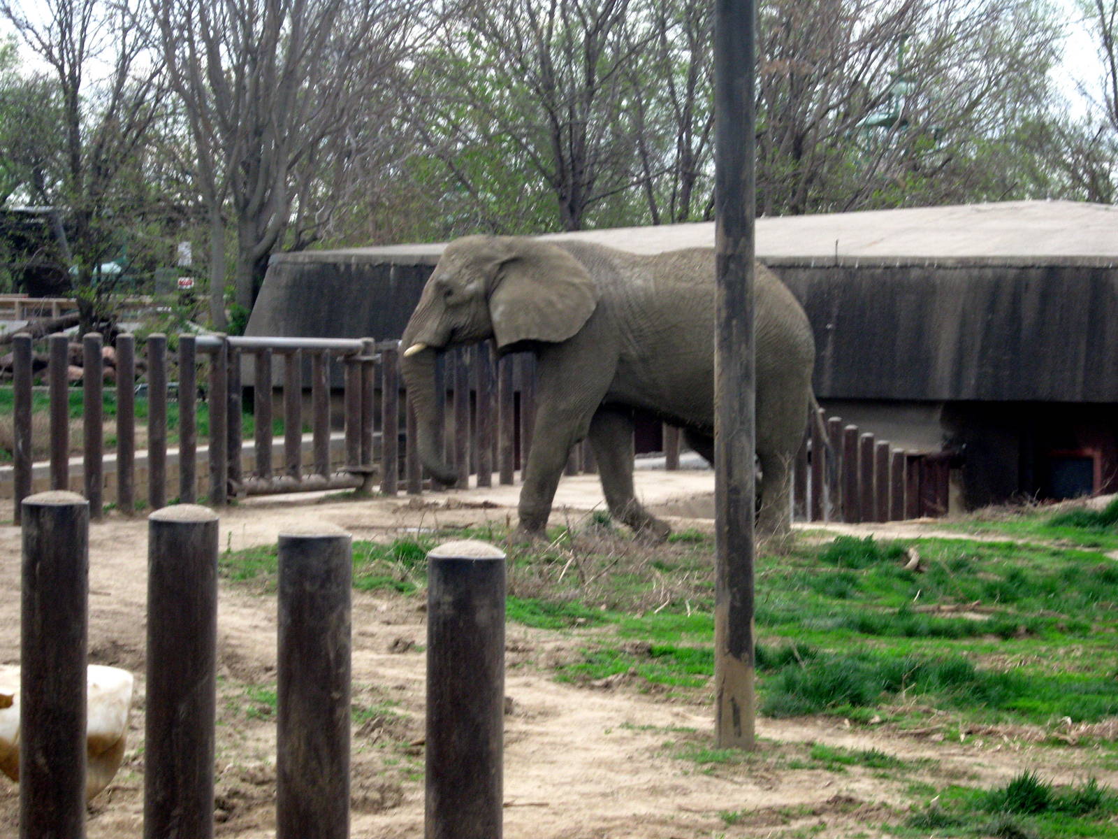 Pachyderm Hill-African Elephant