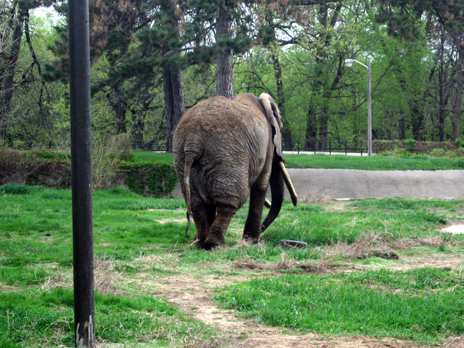 Pachyderm Hill-African Elephant