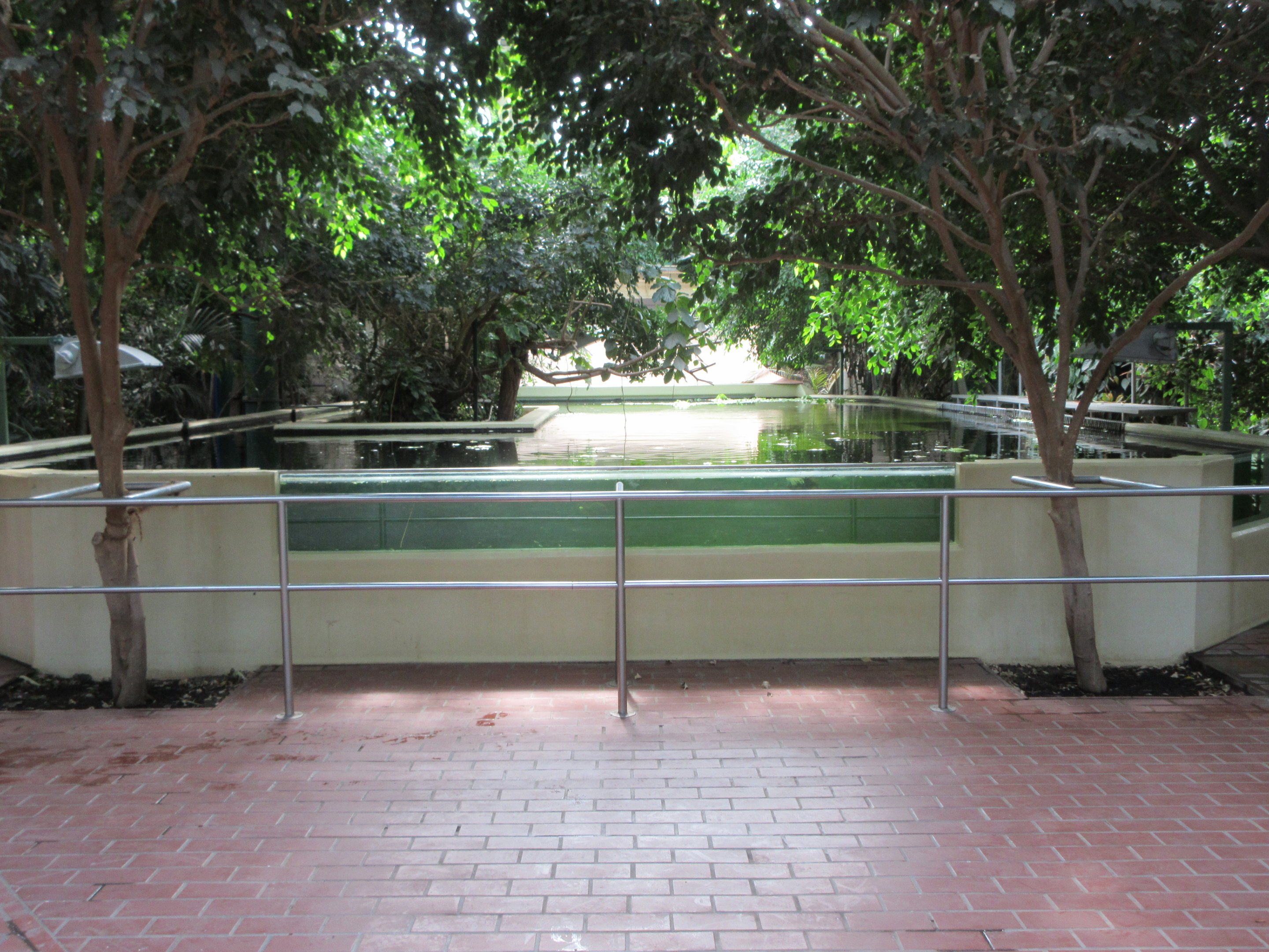 Pachyderm House - Antillean Manatee Exhibit