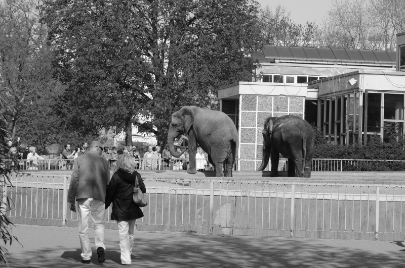 Pachyderm house at Magdeburg