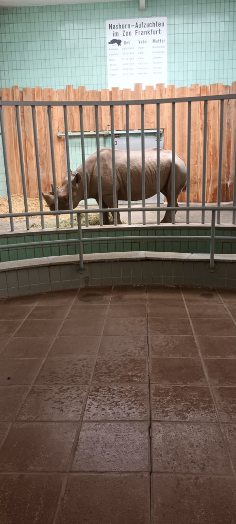 Pachyderm House: Eastern black Rhino indoor Enclosure