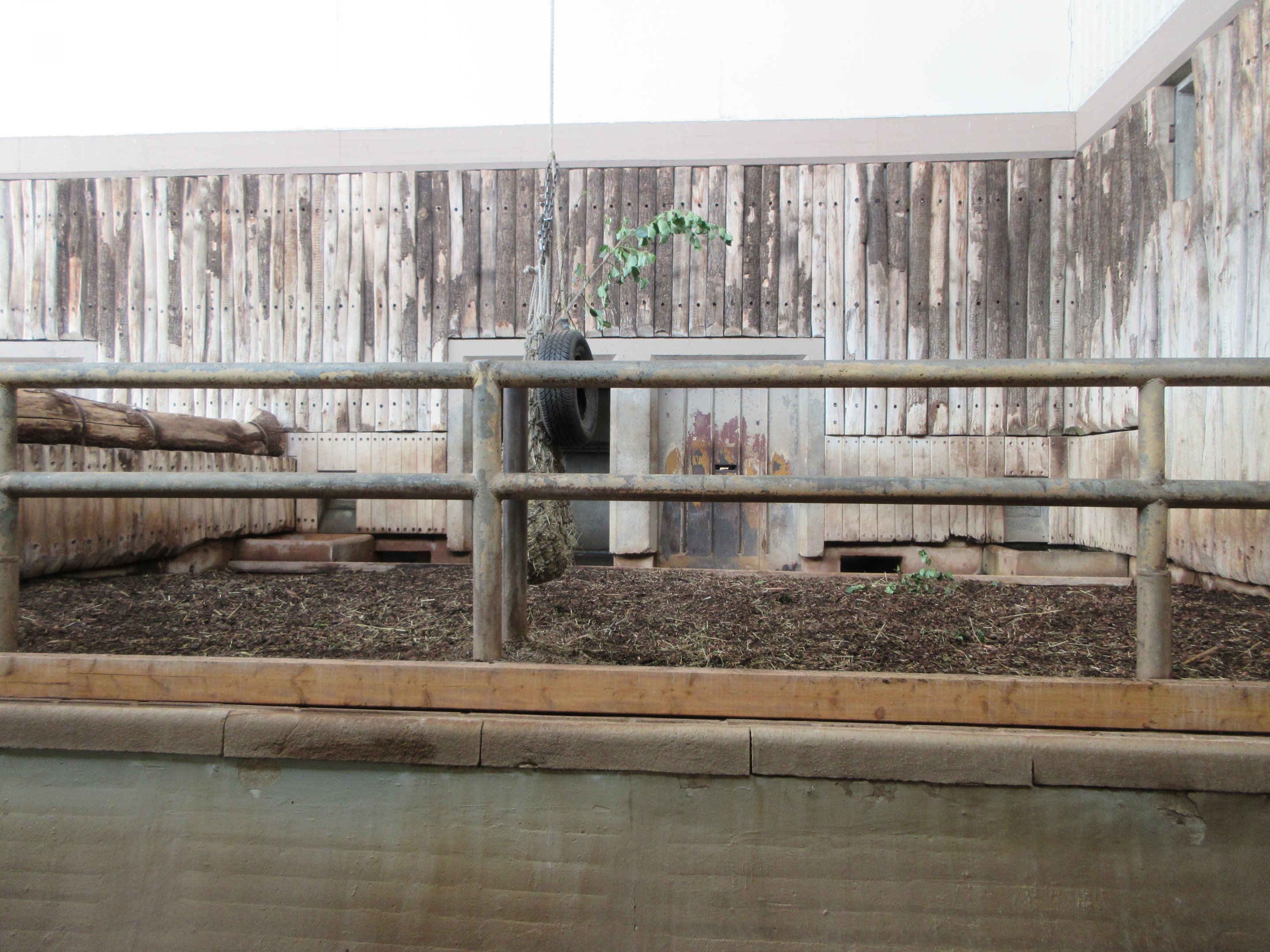 Pachyderm House - Greater One-Horned Rhino Indoor Exhibit
