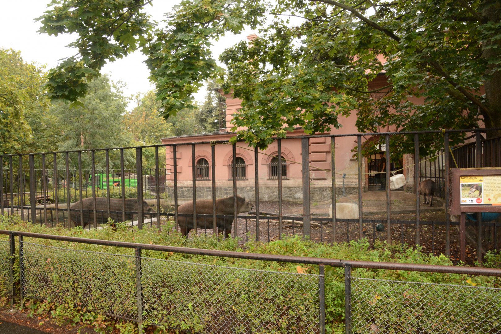 Pachyderm house - Lowland Tapir enclosure