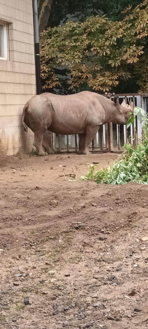 Pachyderm House: Taco the Eastern black Rhino