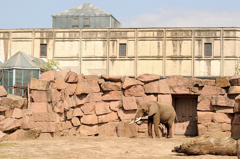 Pachyderm house