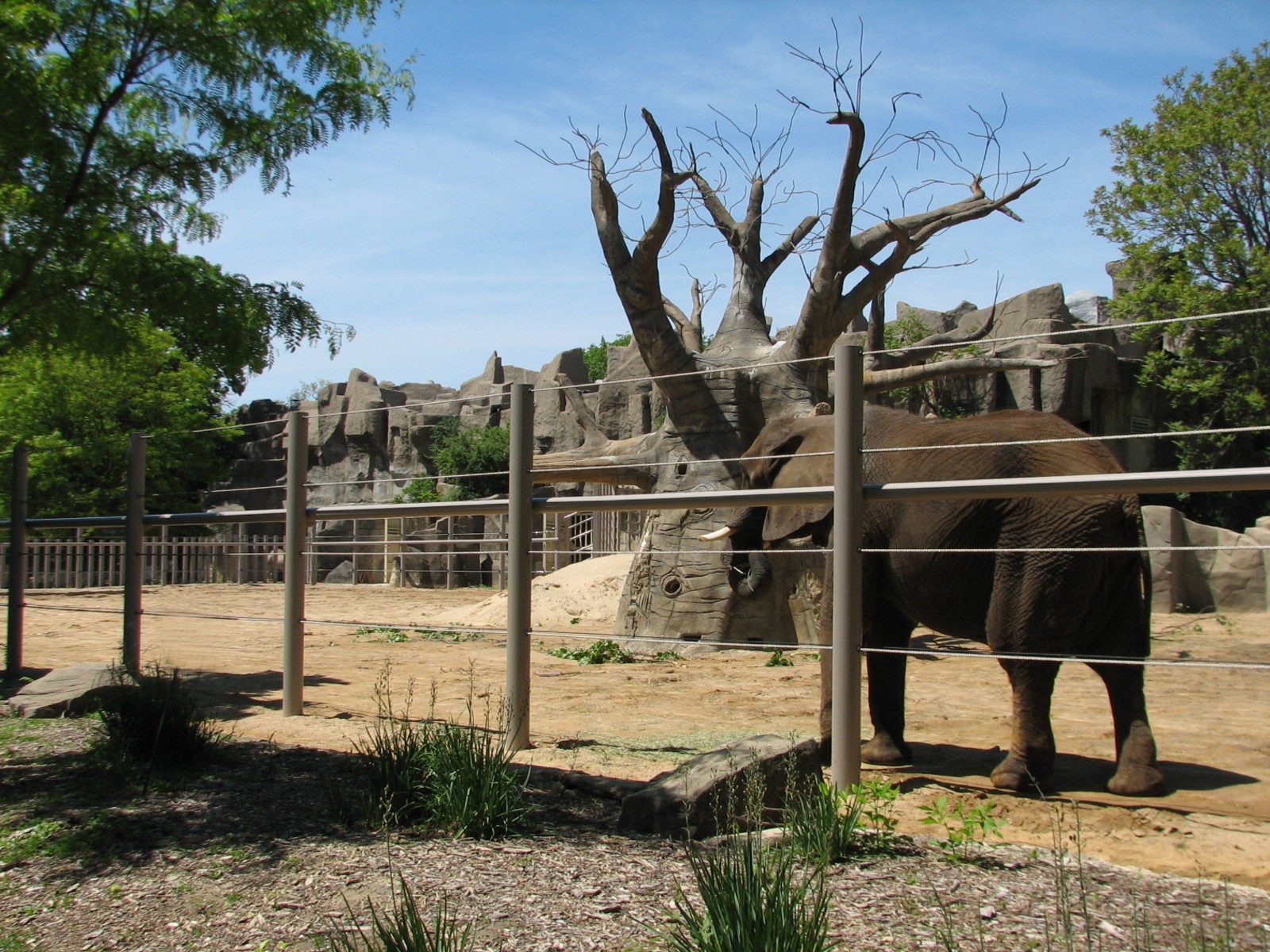 Pachyderms - African Elephant Exhibit
