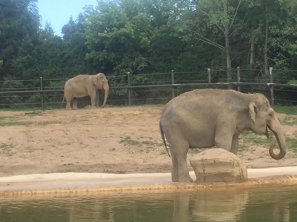 Pachyderms- Asian Elephant