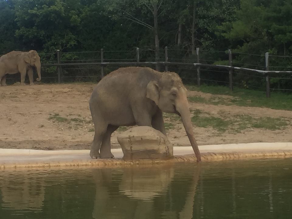 Pachyderms- Asian Elephant