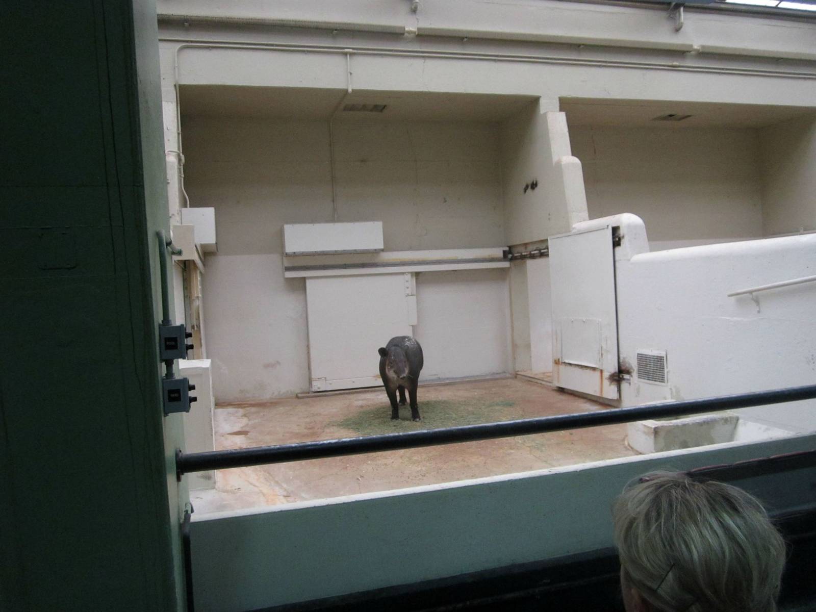 Pachyderms - Baird's Tapir Indoor Exhibit