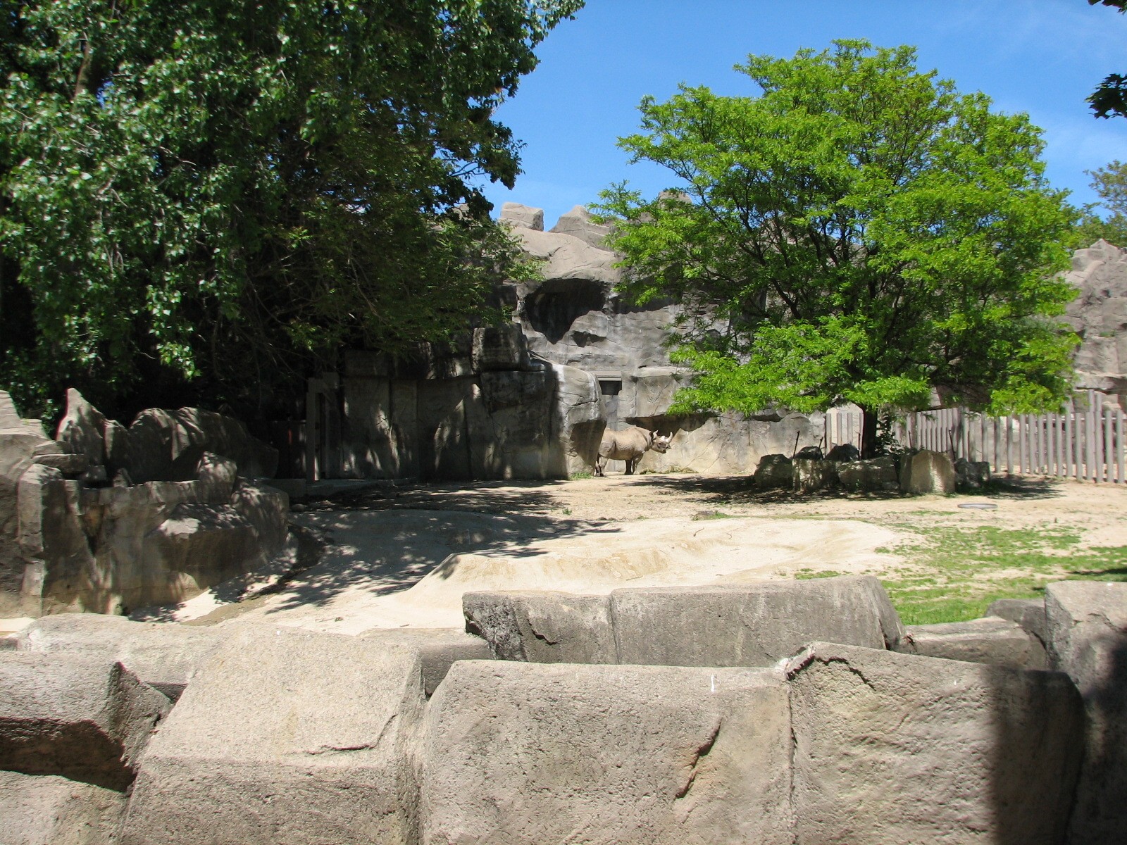 Pachyderms - Black Rhinoceros Exhibit 1