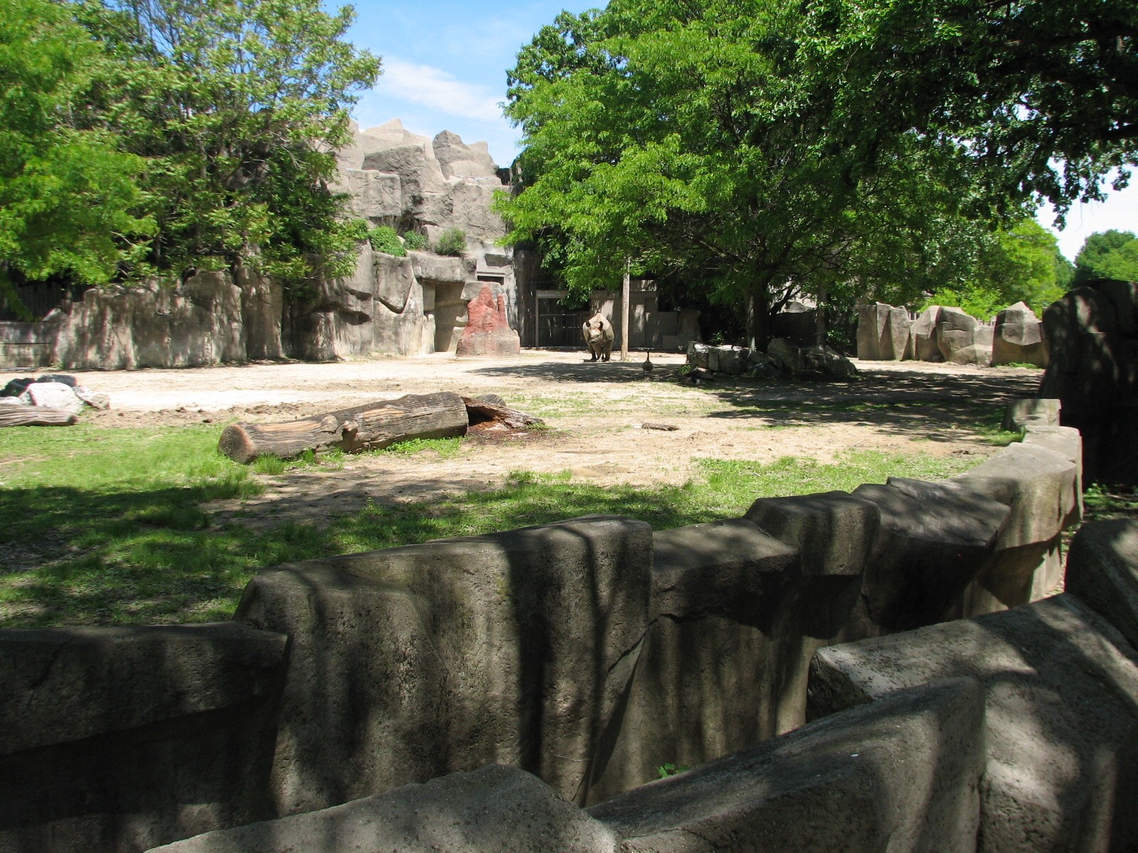 Pachyderms - Black Rhinoceros Exhibit 2