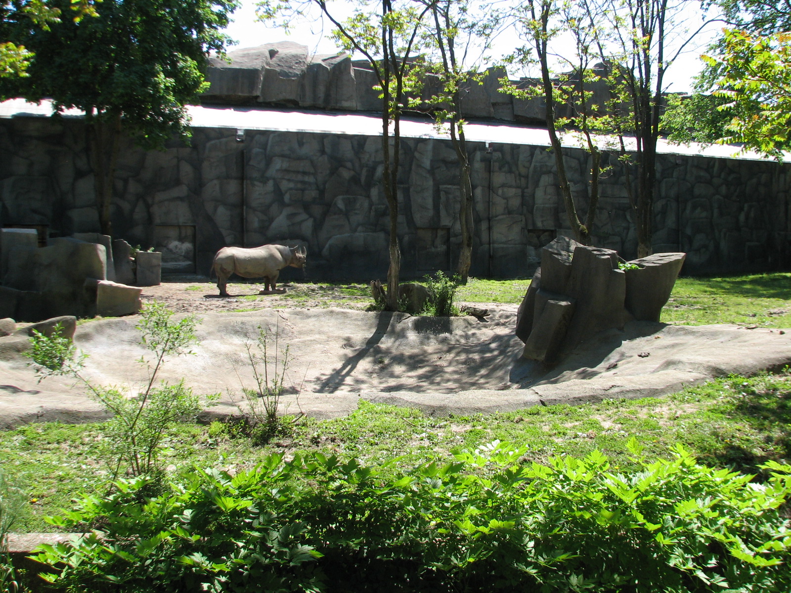 Pachyderms - Black Rhinoceros Exhibit 3