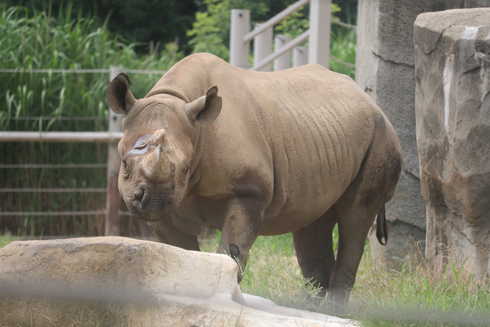 Pachyderms - Black Rhinoceros