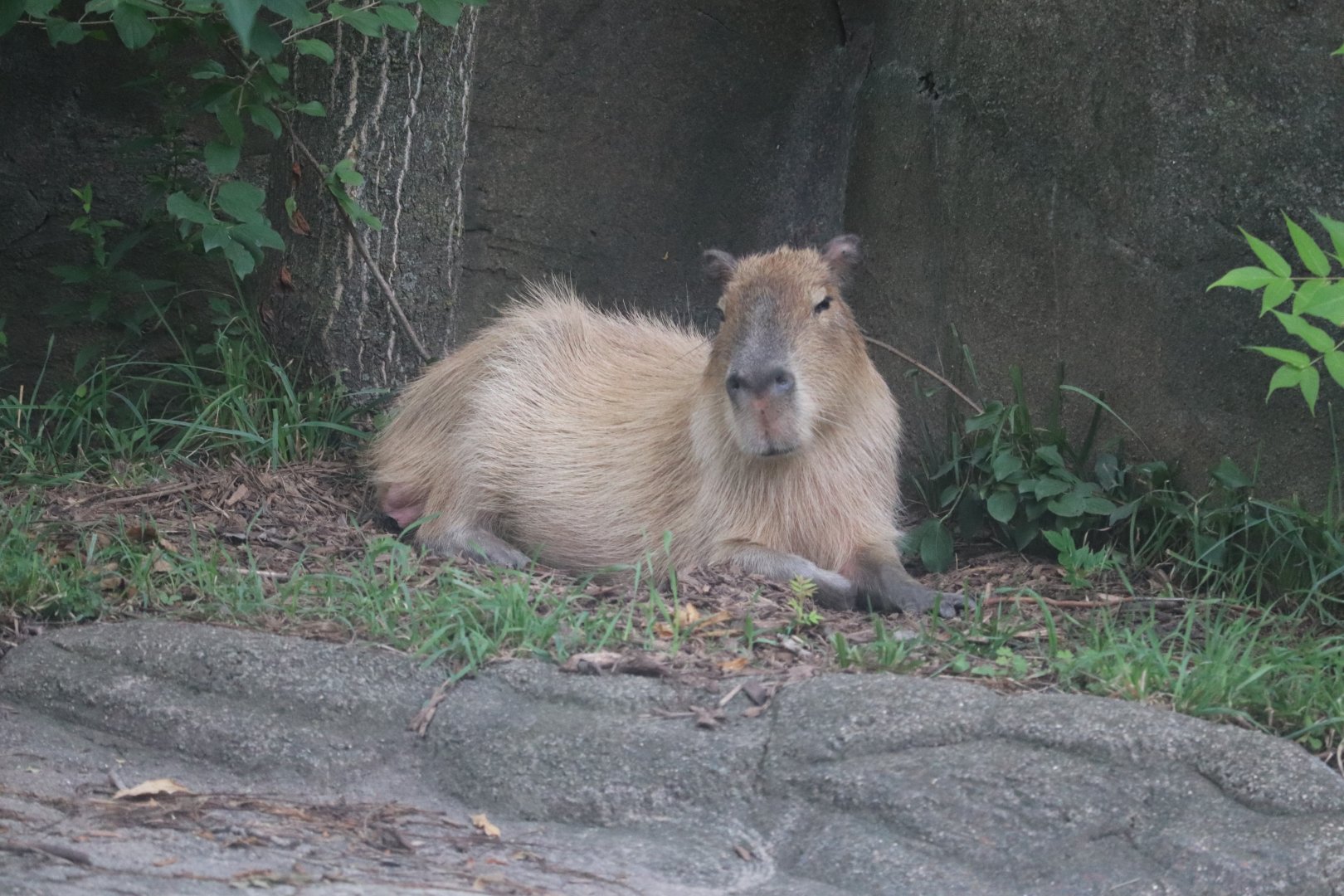 Pachyderms - Capybara