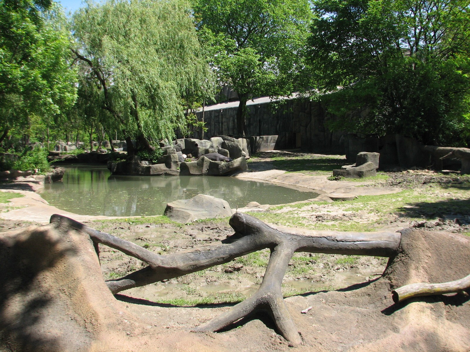 Pachyderms - Hippo Exhibit