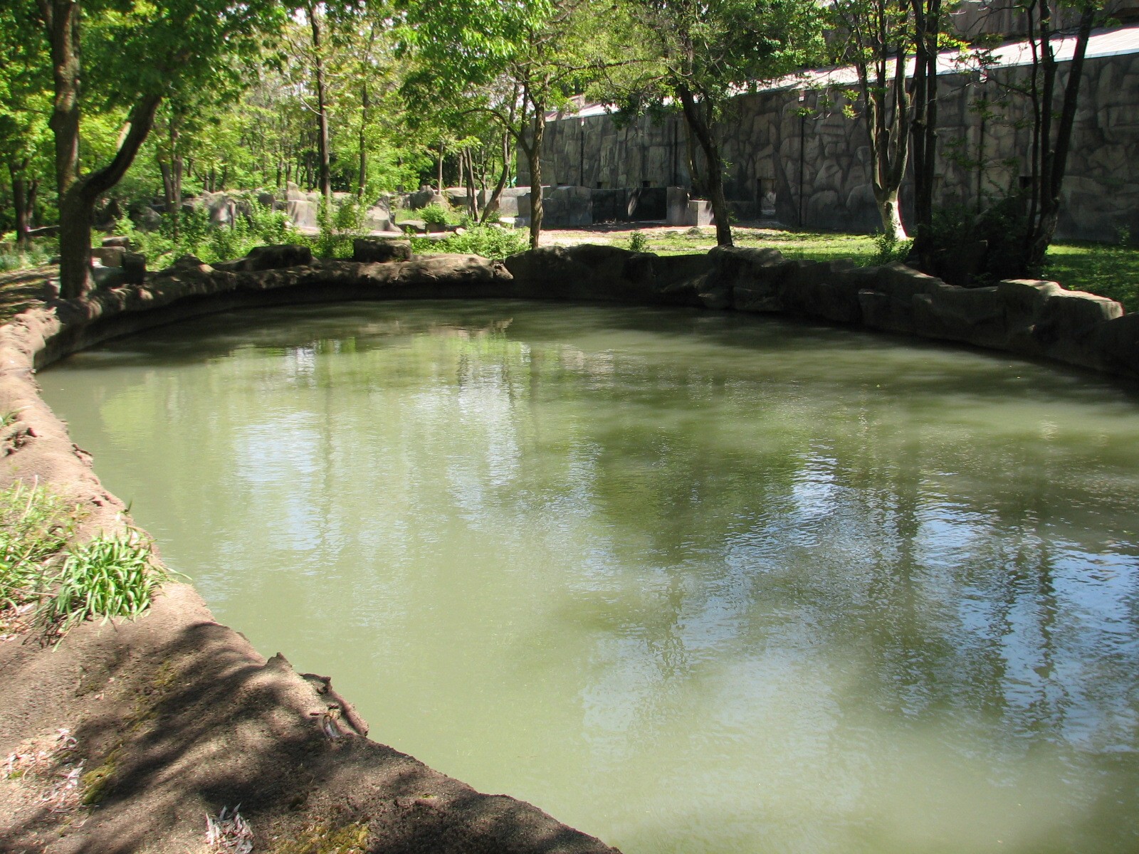 Pachyderms - Hippo Exhibit
