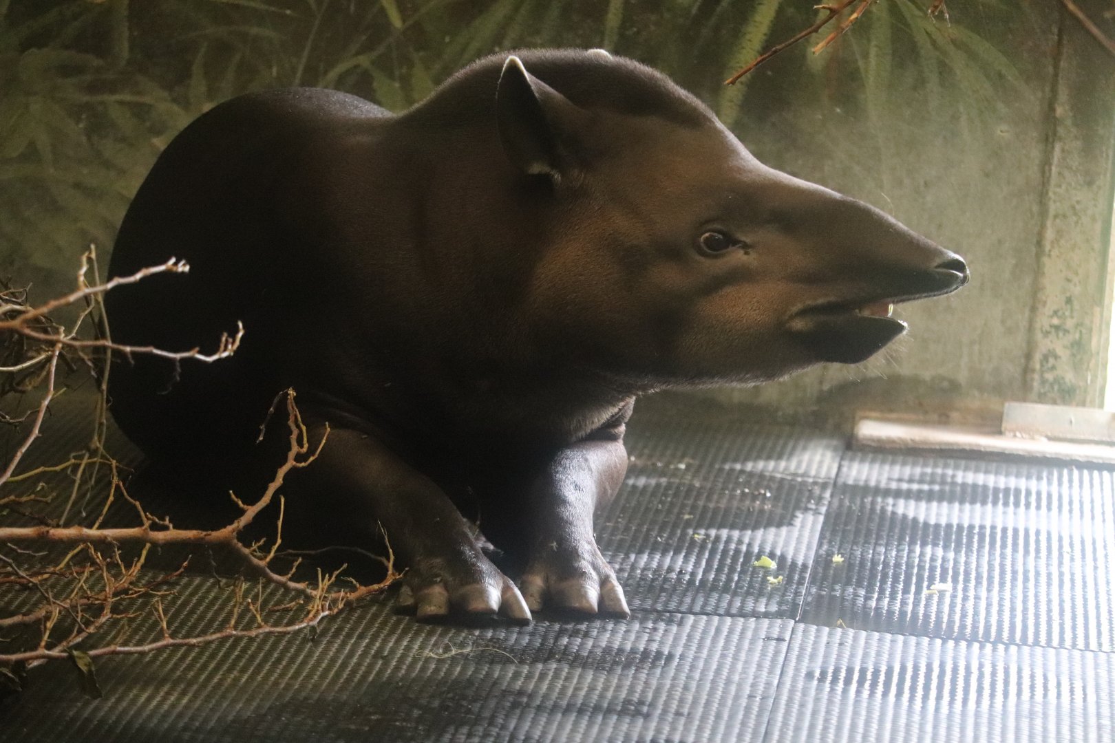 Pachyderms - Lowland Tapir