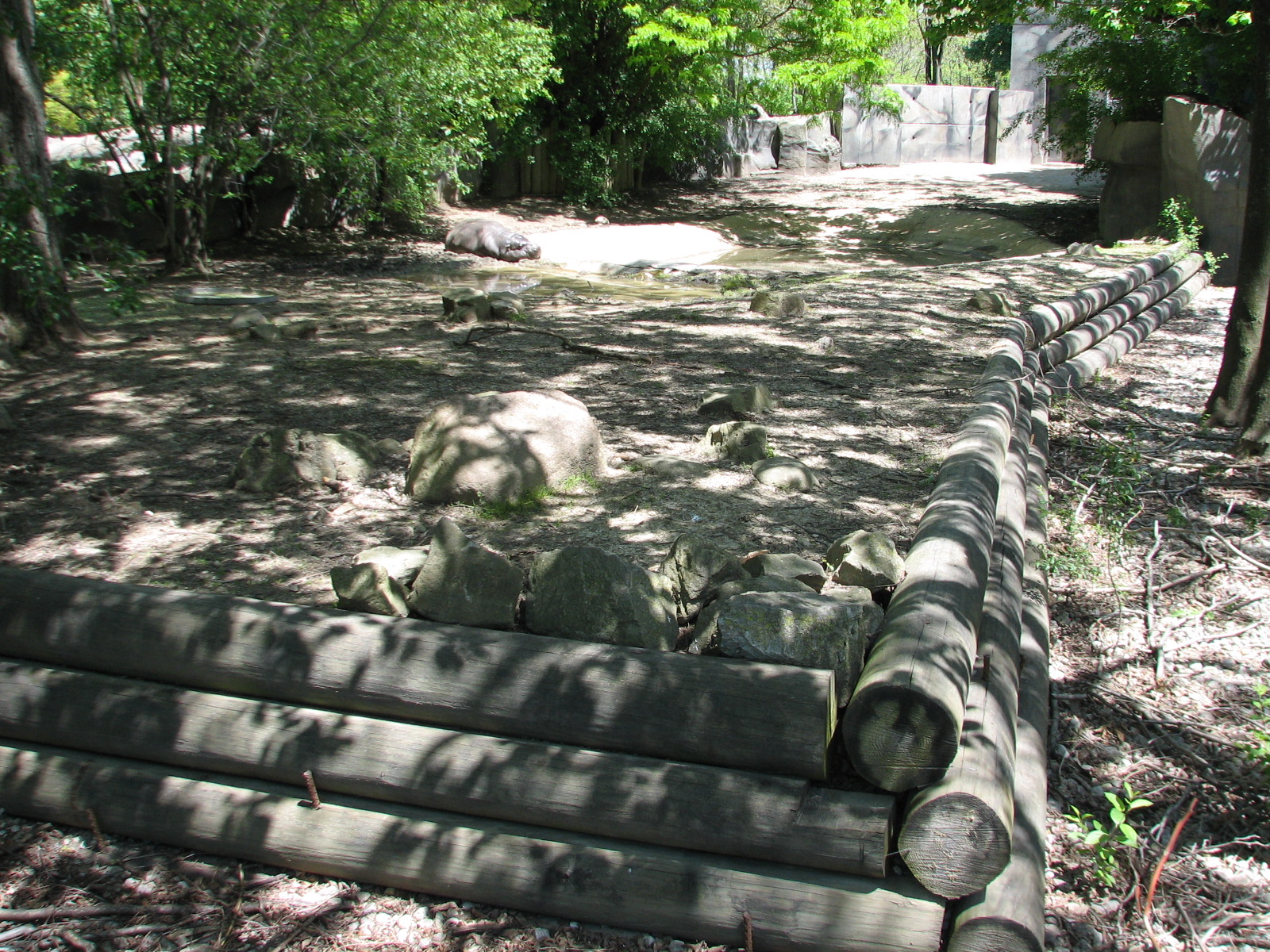 Pachyderms - Pygmy Hippo Exhibit