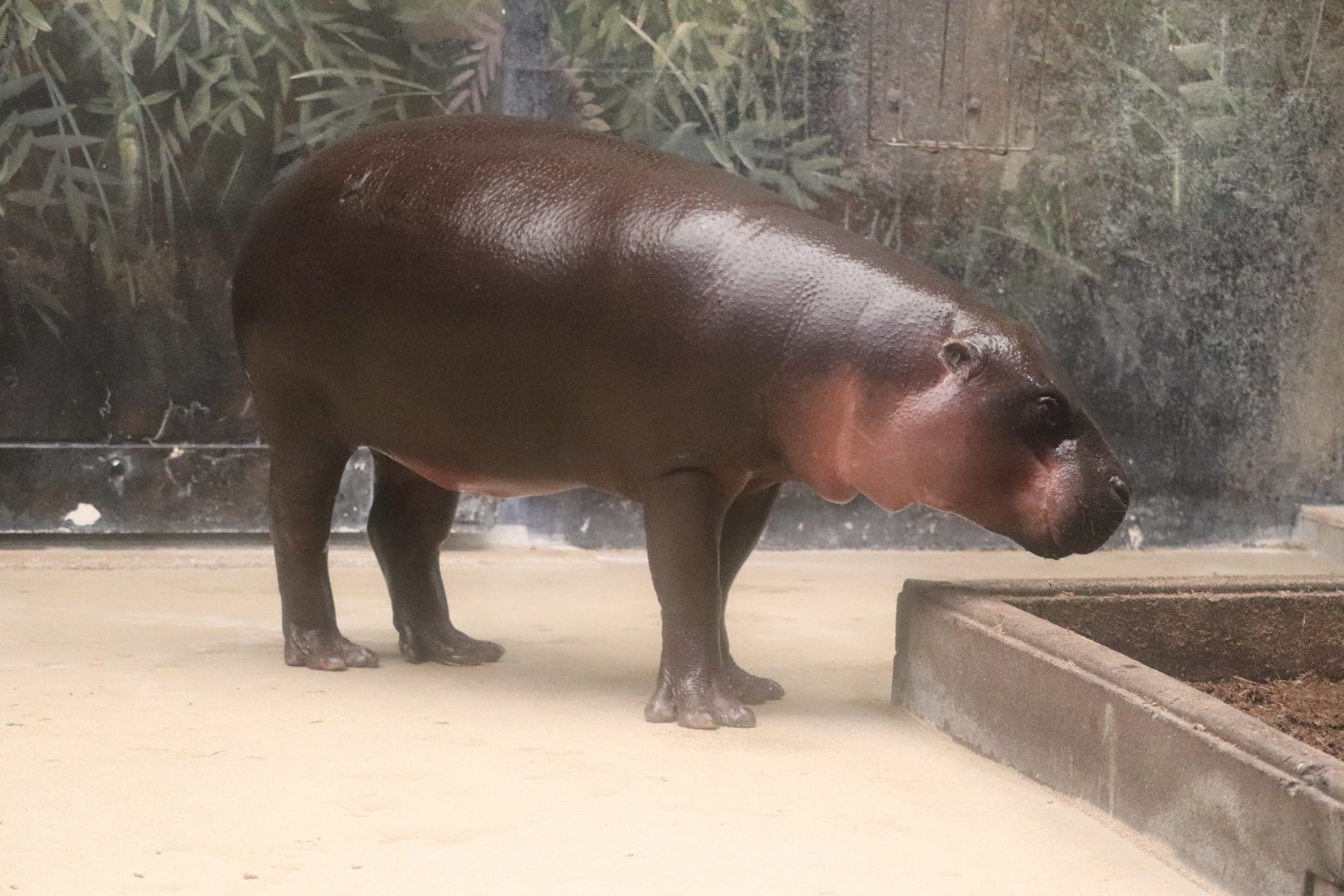 Pachyderms - Pygmy Hippo