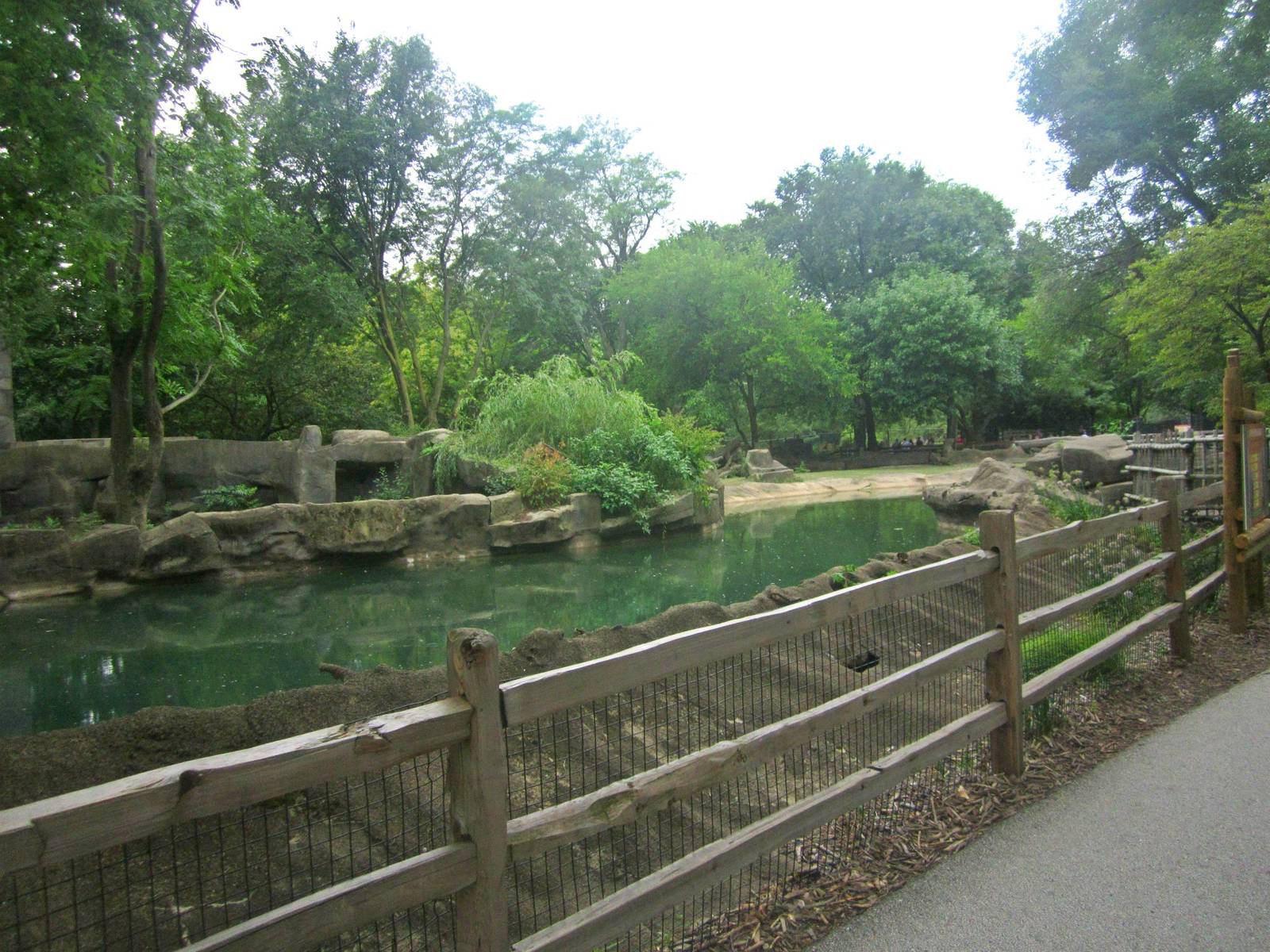 Pachyderms - Pygmy Hippopotamus Exhibit