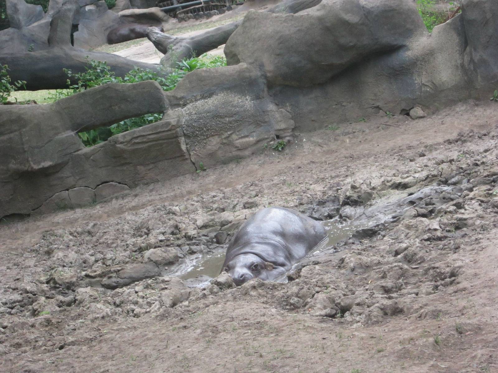 Pachyderms - Pygmy Hippopotamus