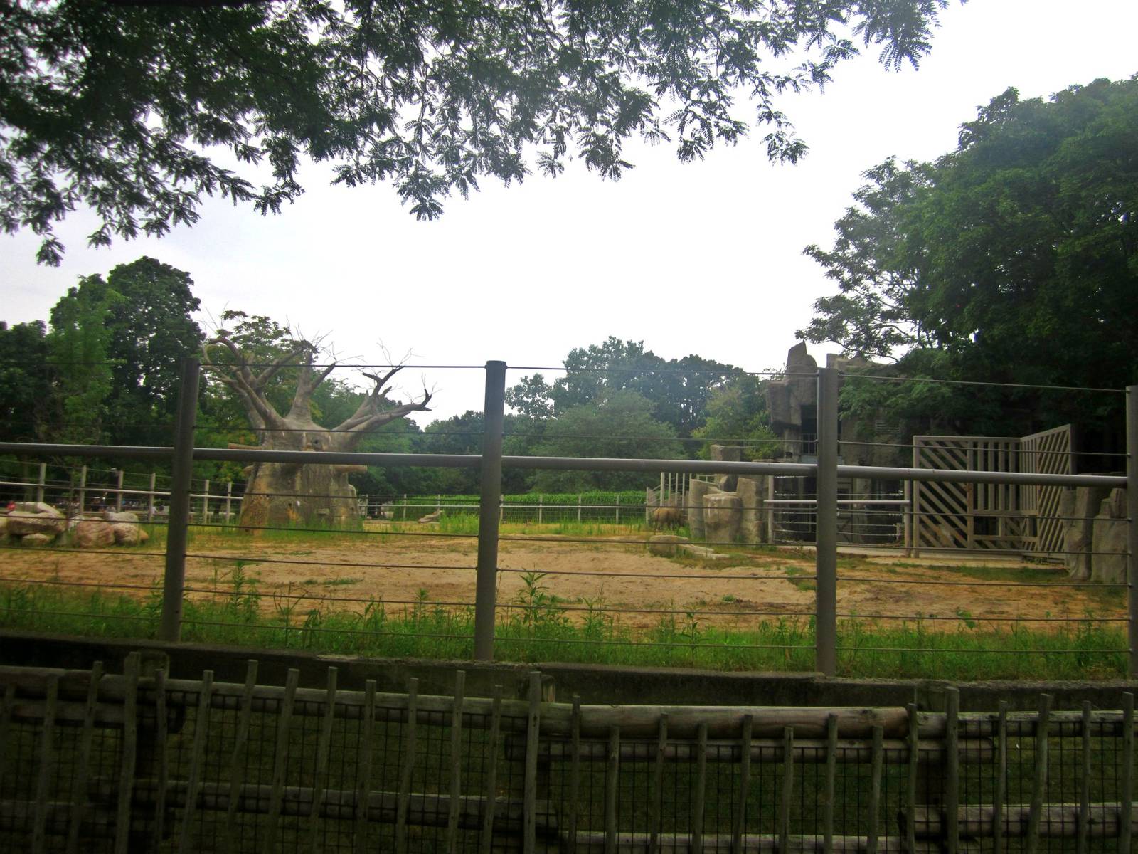 Pachyderms - Right Eastern Black Rhinoceros Exhibit