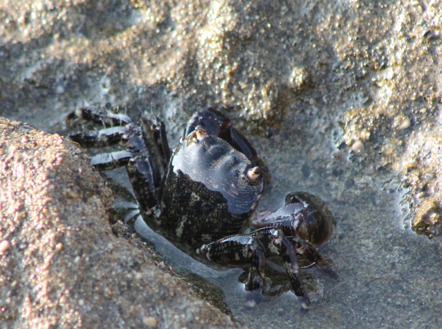 Pachygrapsus marmoratus