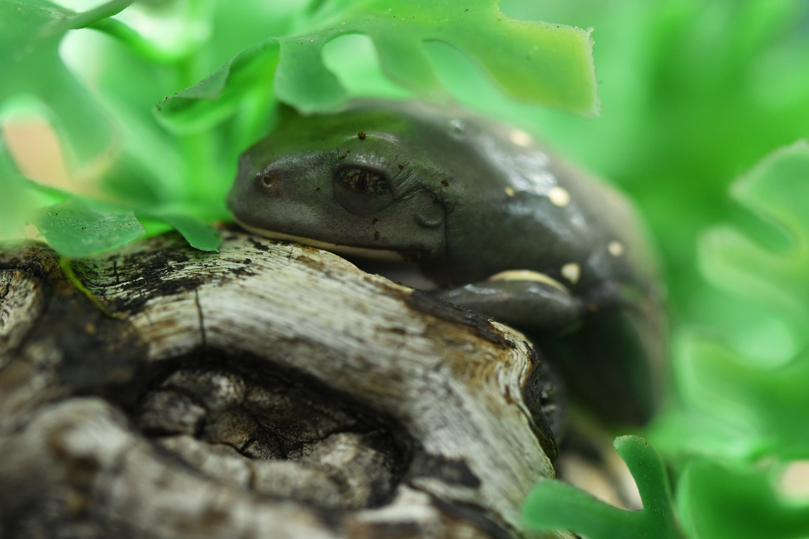 Pachymedusa dacnicolor