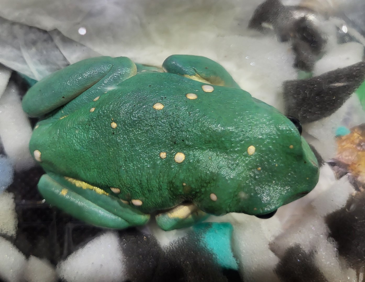 Pachymedusa dacnicolor