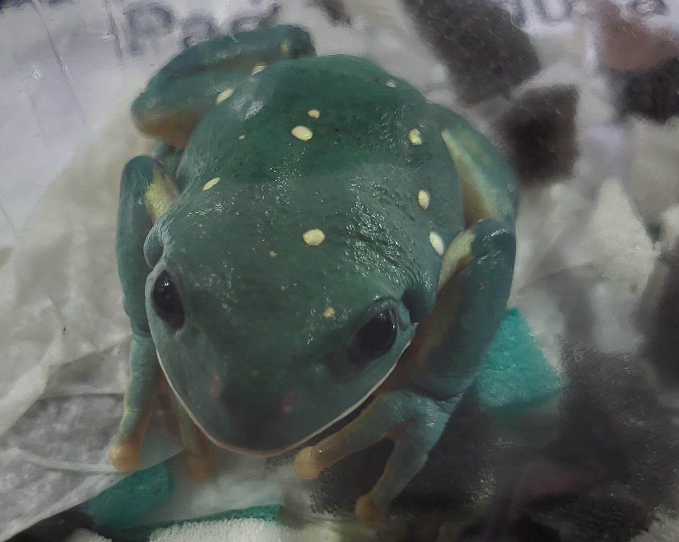 Pachymedusa dacnicolor