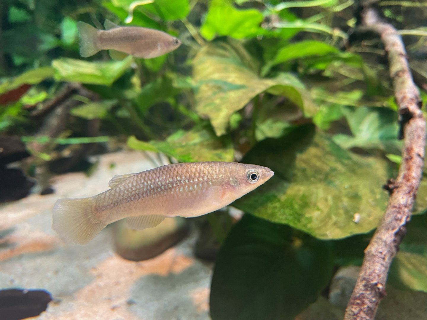 Pachypanchax arnoulti