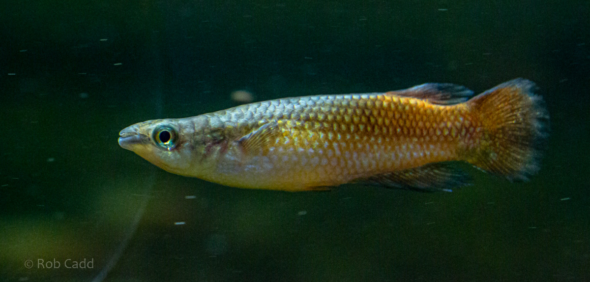 Pachypanchax omalonotus : Whipsnade : 06 Sep 2019