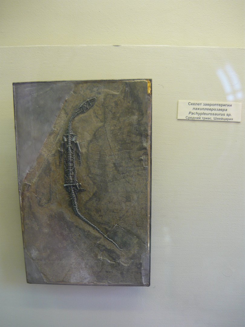 Pachypleurosaurus sp.