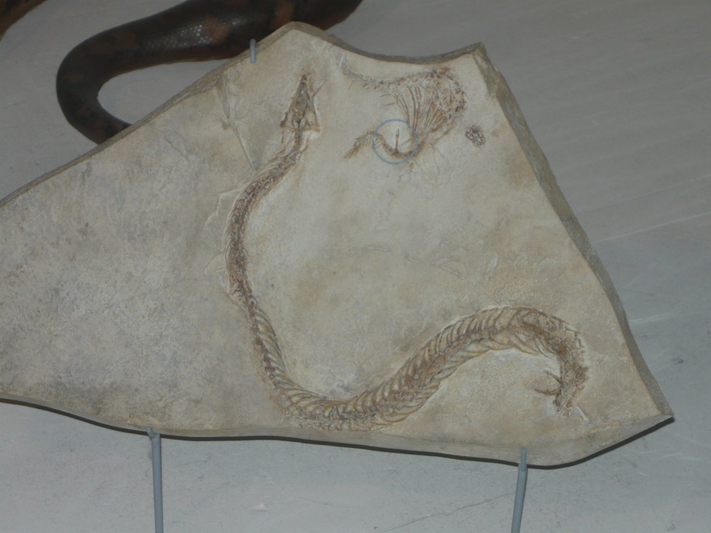 Pachyrhachis problematicus