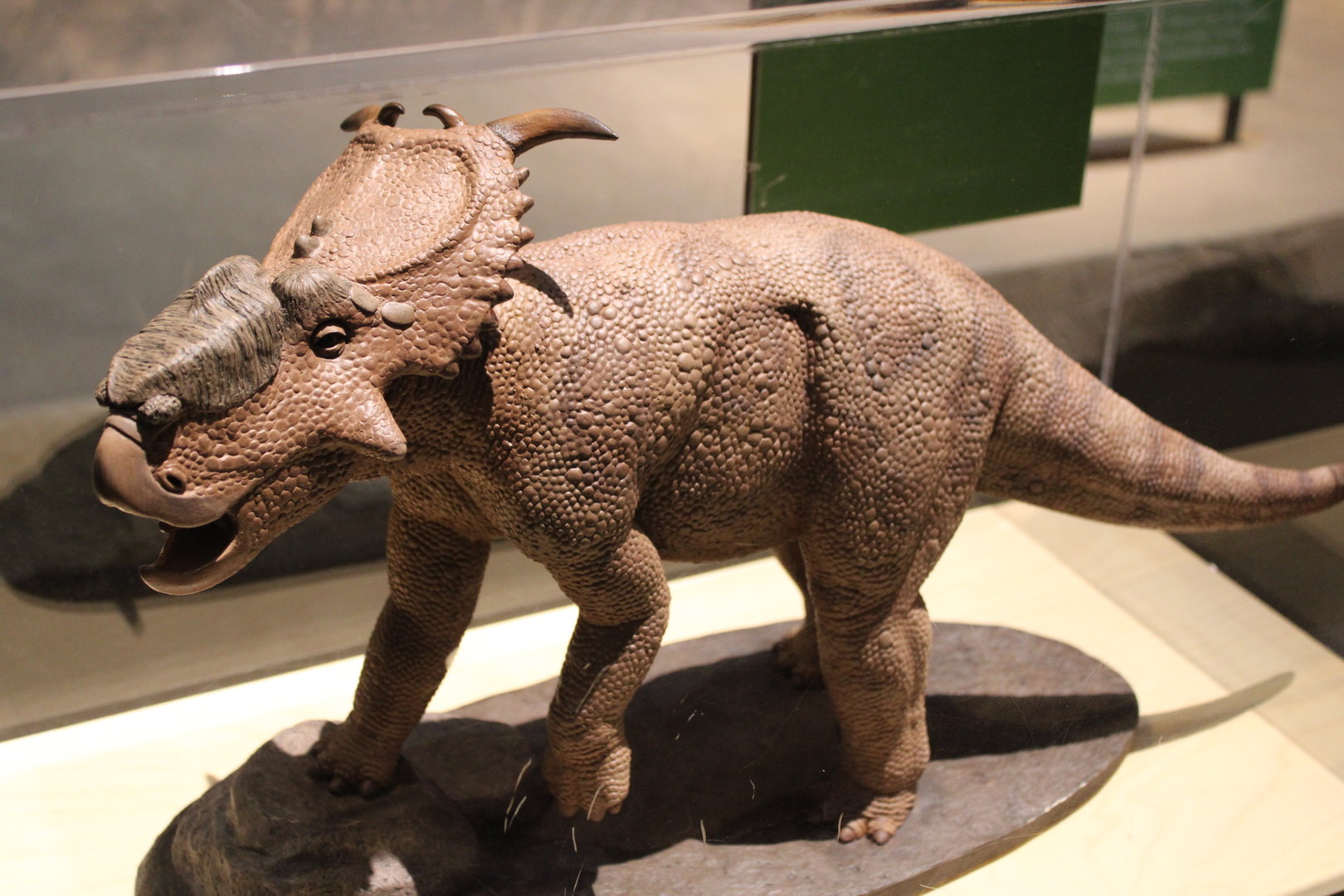 Pachyrhinosaurus Figure