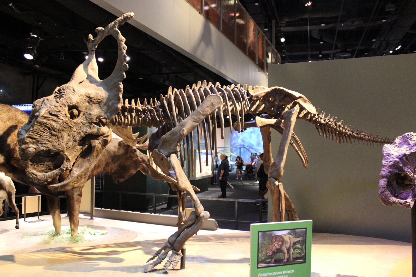 Pachyrhinosaurus Skeleton (P. perotum)