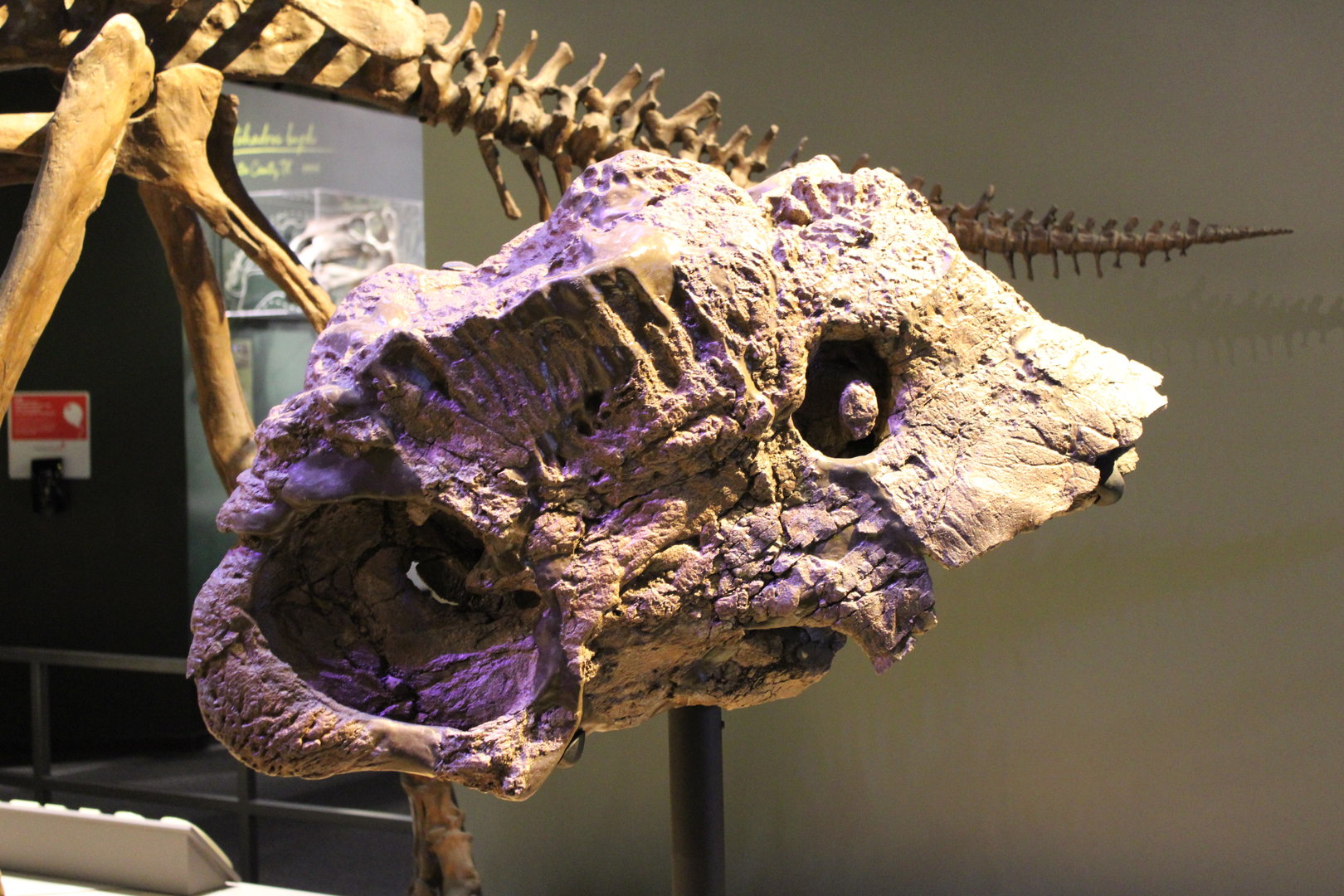 Pachyrhinosaurus Skull Fragment (P. perotum)