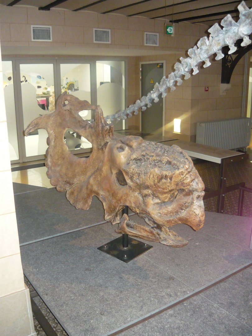 Pachyrhinosaurus skull